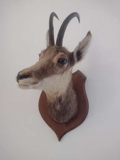 Gams Trophäe Tierpräparat