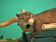  Baummarder geflegtes