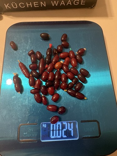 Antique 24g cherry amber - antique,