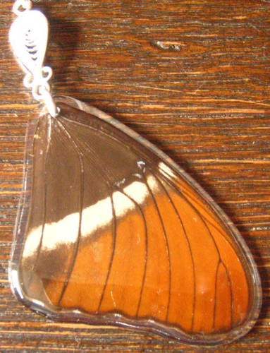Schmetterlingsflügel