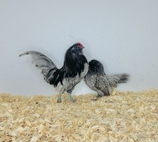 Bruteier - Antwerpener