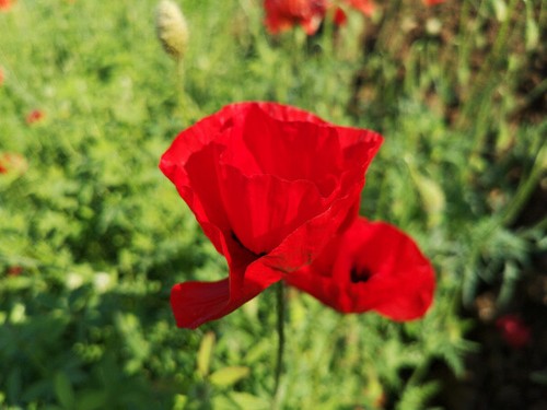 150 roter mohn samen - 150,