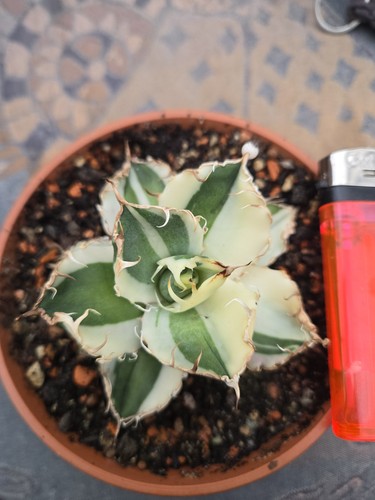 Agave titanota caesar - agave,
