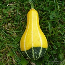 KS 220MP Kürbis Pear Bicolor Flaschenkürbis Seeds Zaden Samen Stück 5