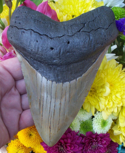 Massiver zoll megalodon - massiver,