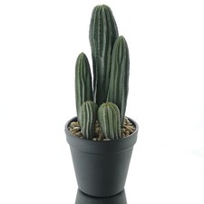 DPI Säulen - Kakteengruppe im