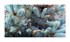 20x Picea pungens Blaufichte Nadel Tanne Garten Pflanzen - Samen B98
