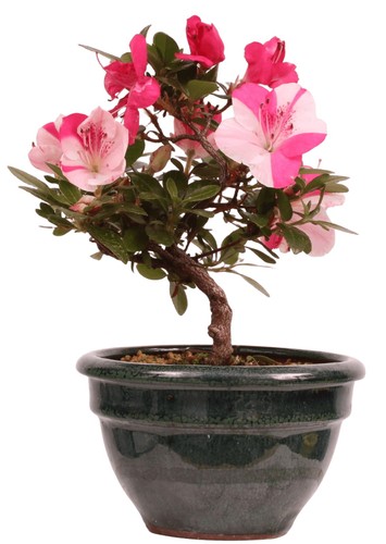 Bonsai japanische satsuki - -,