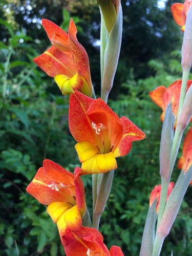Primel gladiole gladiolus - gladiole,