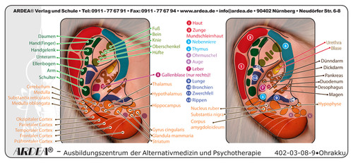 Spicker kiste ohrakupunktur - spicker-kiste:,  ohrakupunktur