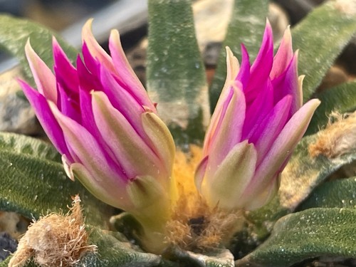 Ariocarpus agavoides cm - ariocarpus,