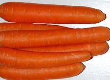 Riesen-Möhre Herbstkönig Karotte Autumn King Flakkee Karotten 1000 Samen Möhren