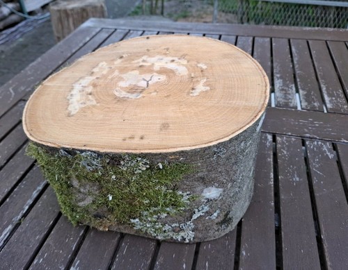 Holzscheibe buche natur höhe - holzscheibe,