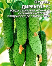 Direktor F1 Gurkensamen Seeds