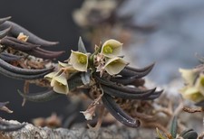 10 Samen von Euphorbia cylindrifolia v. tuberifa, erntefrisch aus 2025