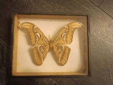 Echter Schmetterling Im Rahmen Entomologie Deko