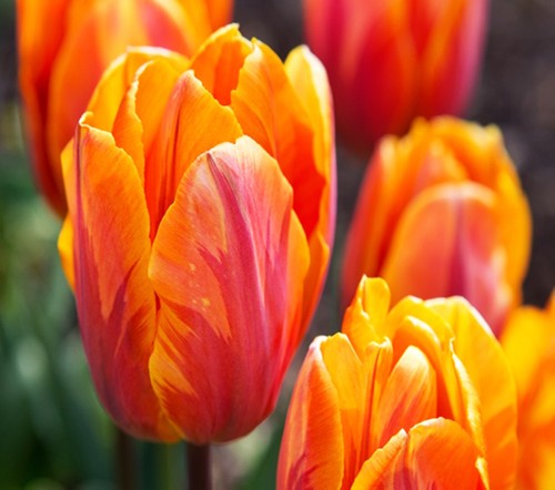Tulpen blumenzwiebeln zwiebeln - tulpen,