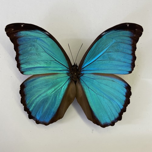 Entomologie*Morpho