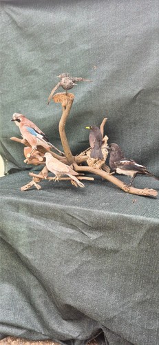 Taxidermie der vogelbaum - der,