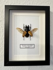 Echter hirschkäfer käfer - echter,