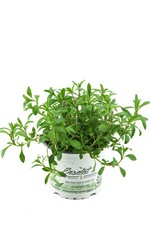 Berg-Bohnenkraut,1 Pflanze Bergbohnenkraut,Satureja montana