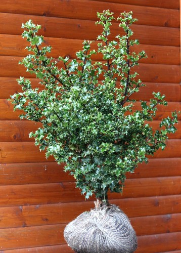 Ilex aquifolium immergrüne - aquifolium,