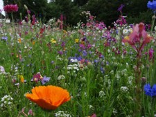 20qm Blumenwiese 22.500 Samen aus 65 mehrjährige Arten Wildpflanzen Bienen Wiese