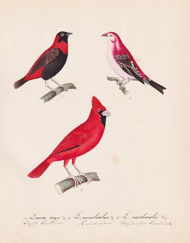 Roter kardinal cardinal - cardinal, vögel
