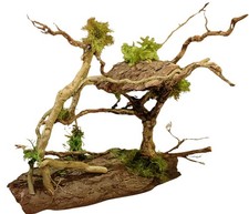 Terrarium Springspinne Root