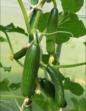 Mini - Snackgurken Samen Iznik