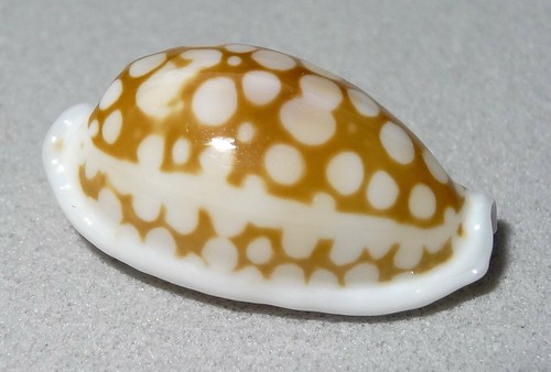 Meeresschnecke cypraea - meeresschnecke,