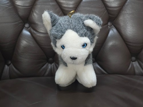 Süßer husky wolf - husky,