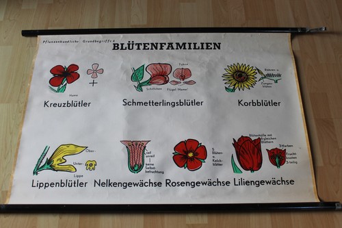 Pflanzenkundliche