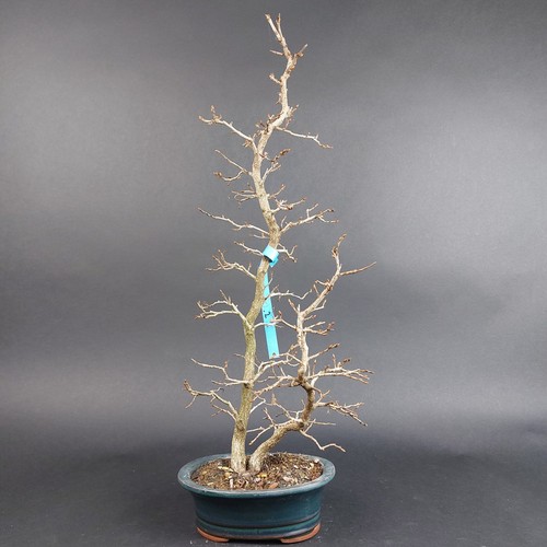 Bonsai jap hainbuche - -,