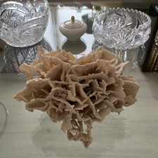 Echte Weiße Meeres Koralle Schöner Steinkoralle Wirbelnde Korallenriffe,Aquarium