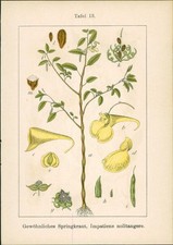 Lithographie : Gewöhnliches