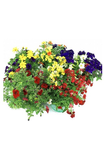 Enseleits sommer blumen - enseleits,