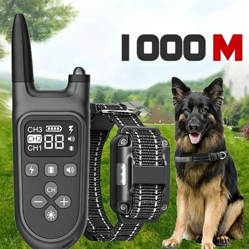 1000m hund ausbildung - hund,