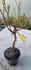 Bonsai,  Birkenbaum, Sandbirke, Betula  pendula  im 1 Liter Topf