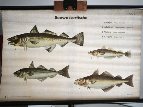 Vintage schulwandkarte - vintage, ⭐️