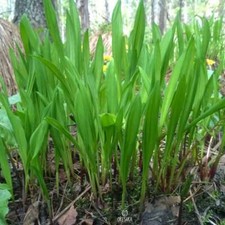 Allium ochotense 30+ Stück