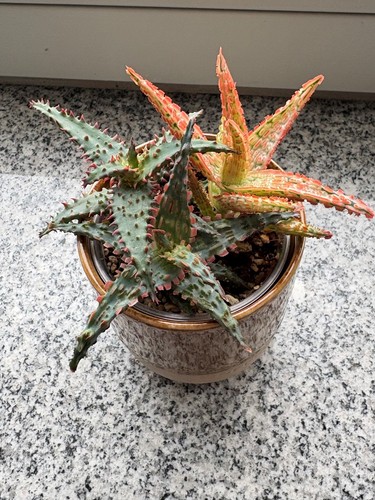Stück dwarf aloe - 3, hybride