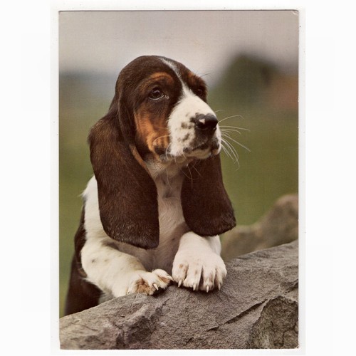 Hunde postkarte basset - hunde,, /