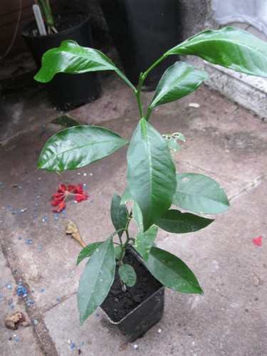 Zitruspflanze citrus - zitruspflanze,,