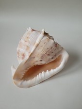 Große Meeresschnecke Cassis