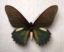 Battus belus Male Peru Schmetterlinge Entomologie