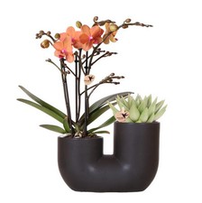 Orangene Orchidee und