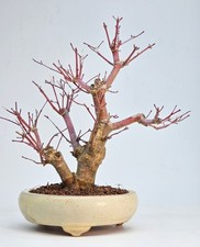 Bonsai fächerahorn acer - -,