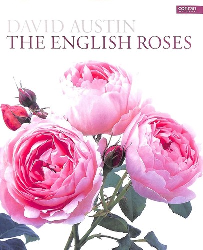 English roses david - roses, by
