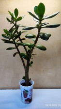 Geldbaum (Crassula ovata) Glücksbringer Pfennigbaum ca.40 cm. hoch